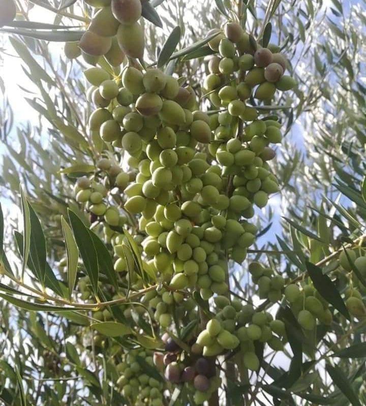 Hatay'da Doğa Yeniden Canlanıyor (1)