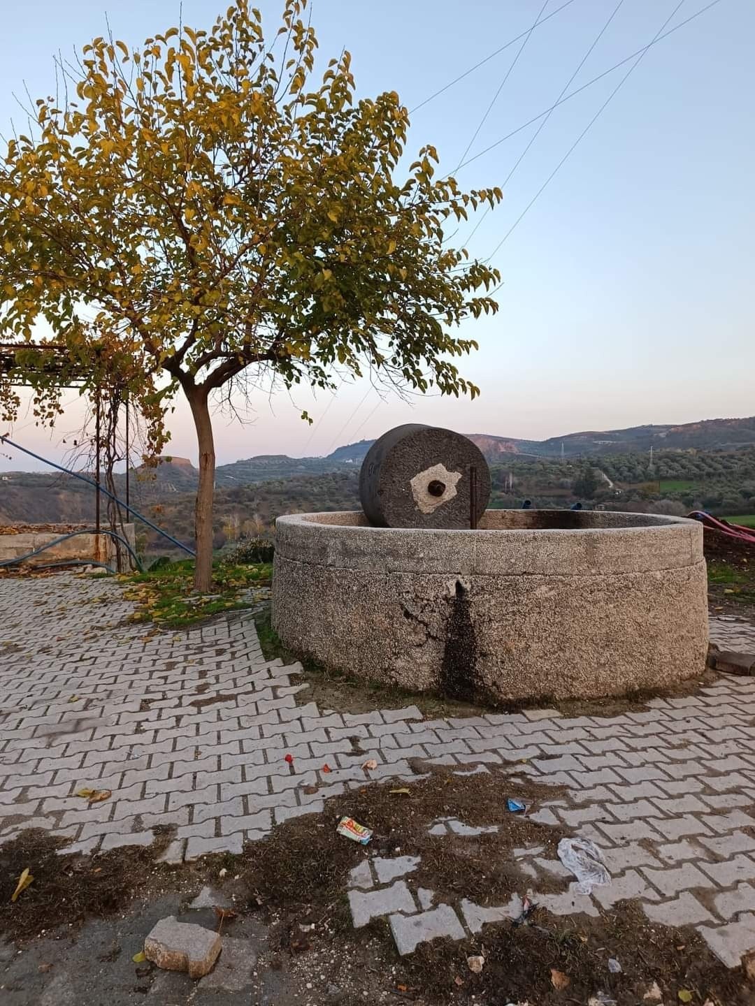 Zeytinyağı Üretiminde Geleneksel Yöntem Taş Baskı Soğuk Sıkım (1)