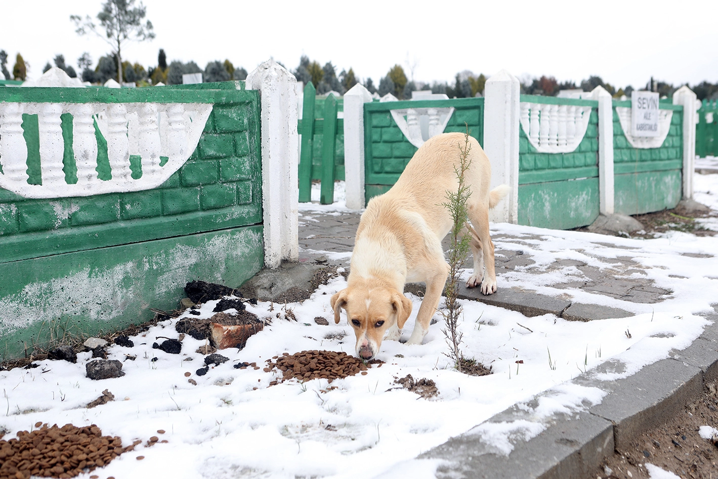 Büyükşehir Soğuk Kış Gününde Sokak Hayvanlarını Unutmadı