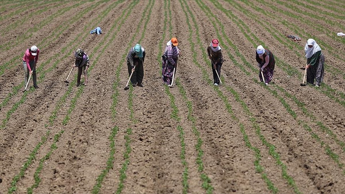 Tarım Işçilerinin Günlük Ücreti 2024'Te Arttı