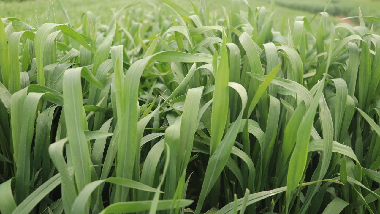 Tekirdağ'da Yerli Buğday Çeşidi