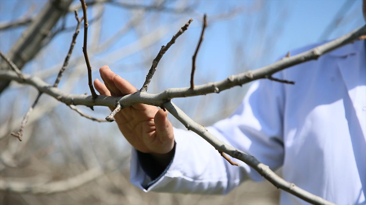 Türk Akademisyenlerin Geliştirdiği 4 Ceviz Çeşidi Zirai Dondan Etkilenmedi 1