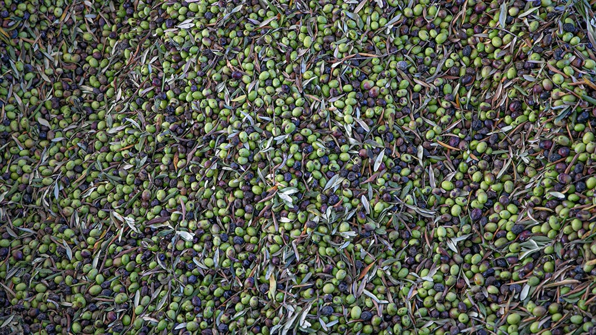 Türkiye Sofralık Zeytin Üretiminde Dünyada Zirveye Yerleşti