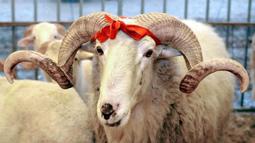 Vekaletle Kurban Kesim Bedeli Yurt Içinde 13 Bin 500, Yurt Dışında 5 Bin 450 Lira Olarak Belirlendi