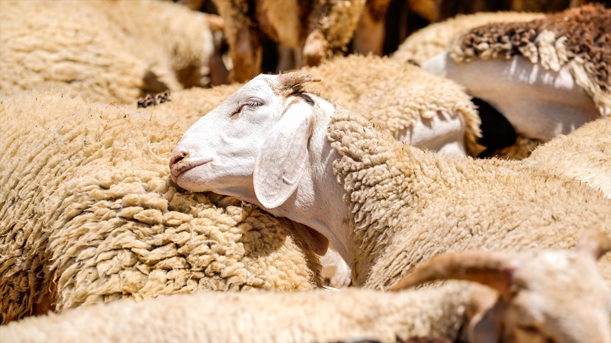 Bayramda Küçükbaş Kurbanlık Arzında Sıkıntı Beklenmiyor