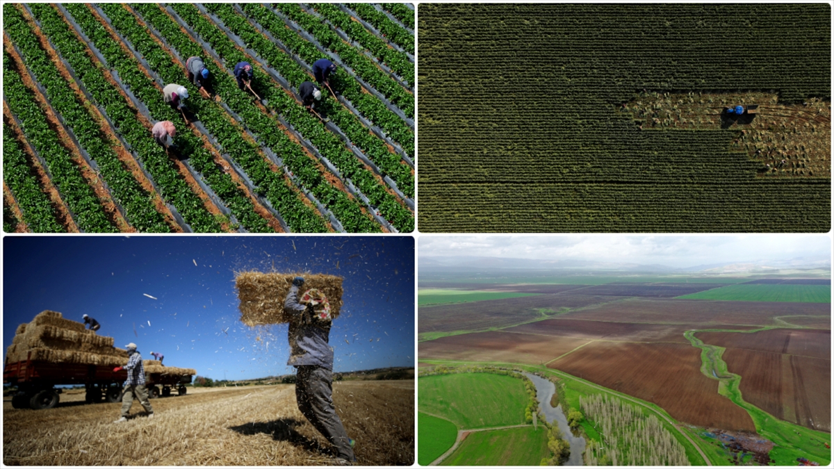 Bitkisel Üretimde Bu Yıl Tarla Ürünleri, Meyve Ve Sebze Gruplarında Azalış Bekleniyor