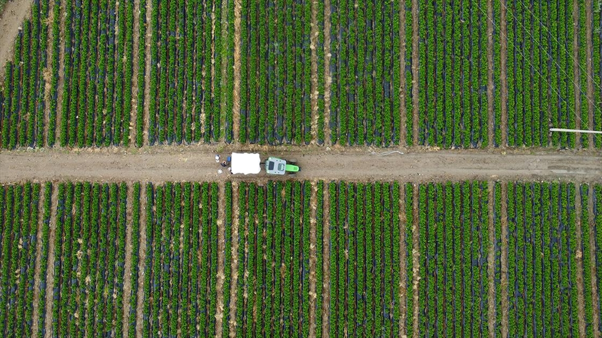 Coğrafi Işaretli Köprübaşı Çileği Genç Çiftçilerle Yaygınlaştırılacak