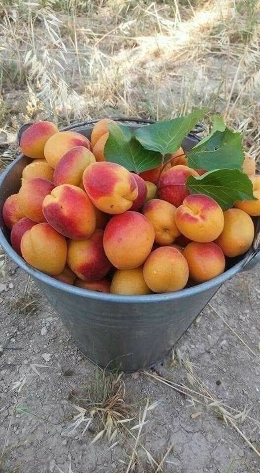 Hatay’da Hasat Başladı Kayısı Bereketi