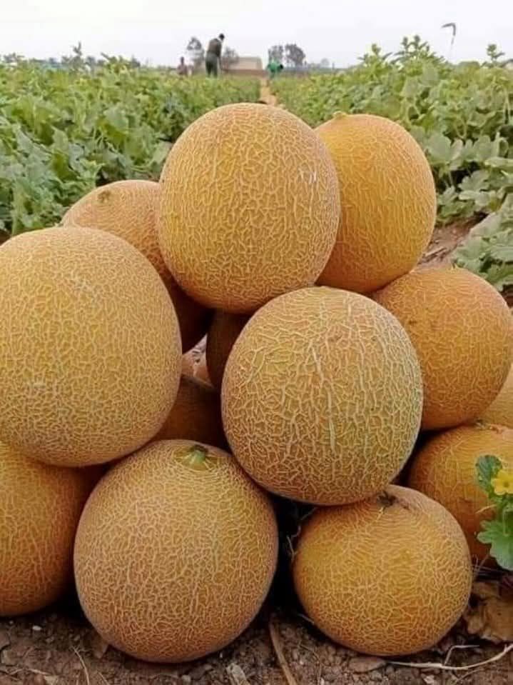 Hatay’ın Bereketli Topraklarında Yaz Kokusu