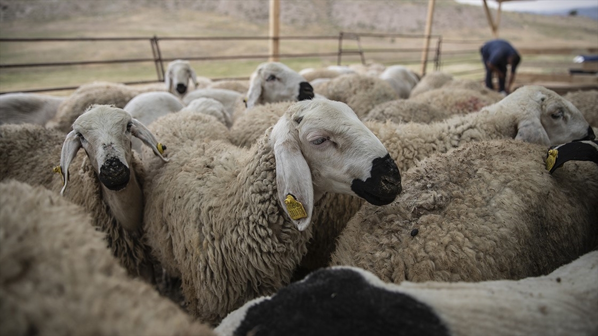 Kurban Bayramı Öncesi Hastalık Ve Kesimlere Ilişkin Tedbirler Alındı