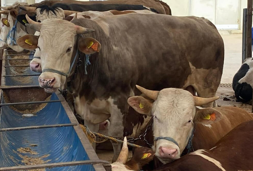 Kurban Pazari Hatay 2025 (1)