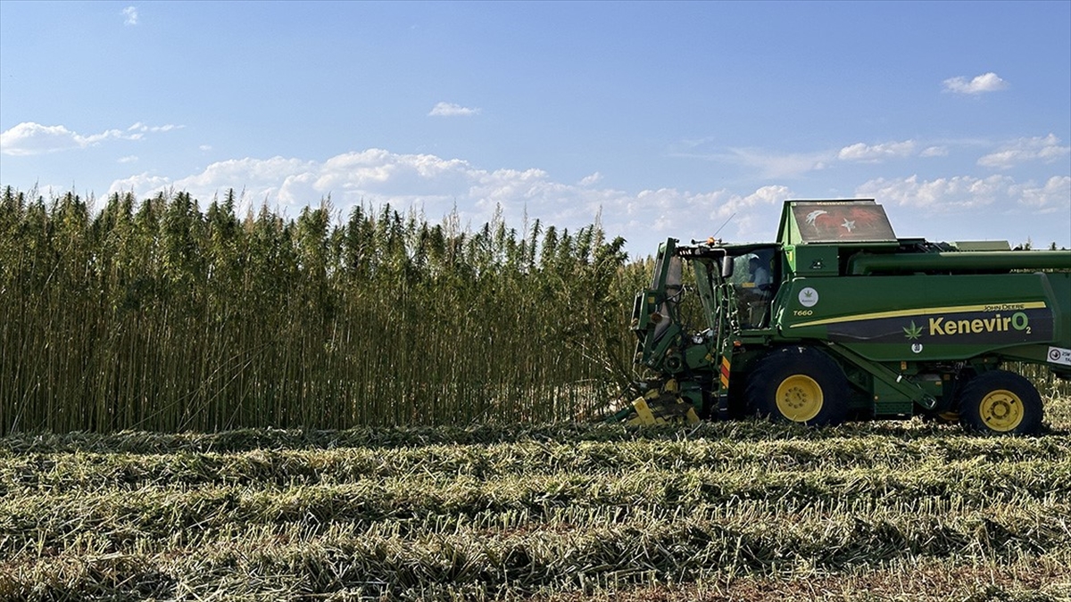 Stratejik Ürün Kenevirde Hem Üretim Hem Verimlilik Artıyor