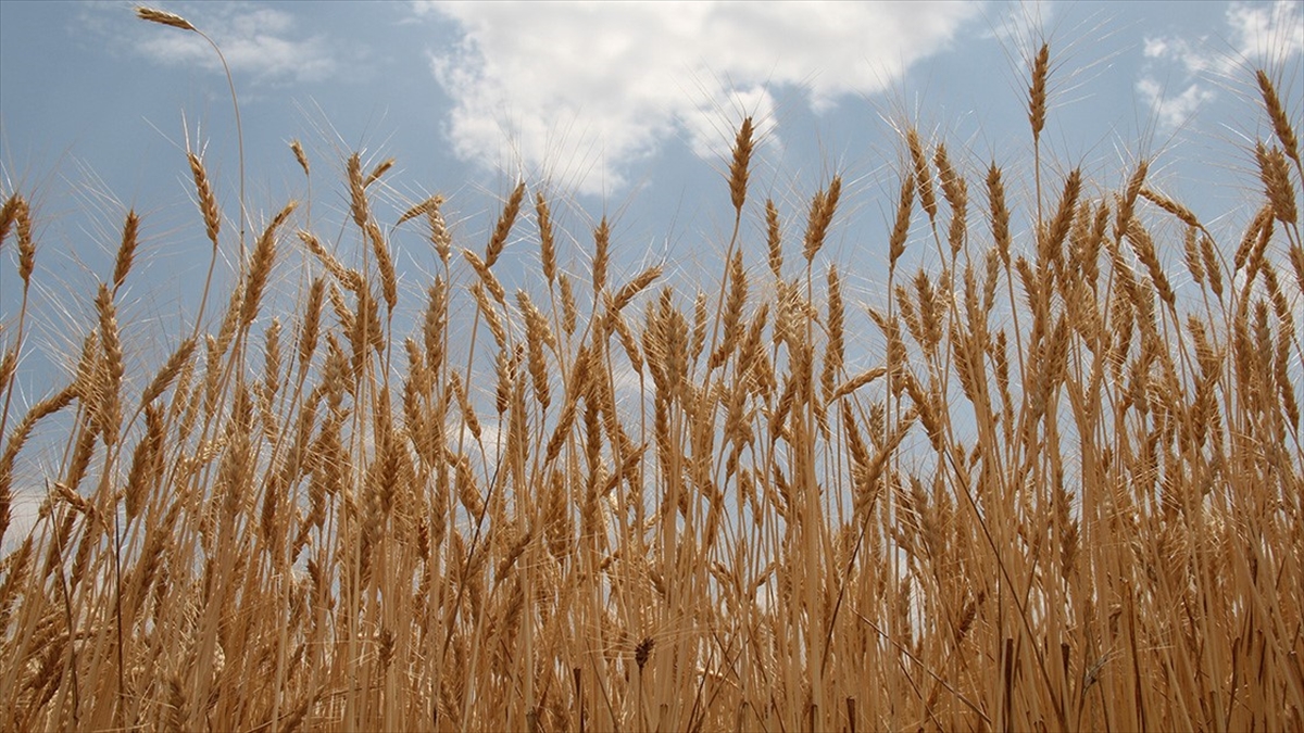 Tmo, Buğday Ve Arpa Alımlarına 12 Mayıs'ta Başlayacak