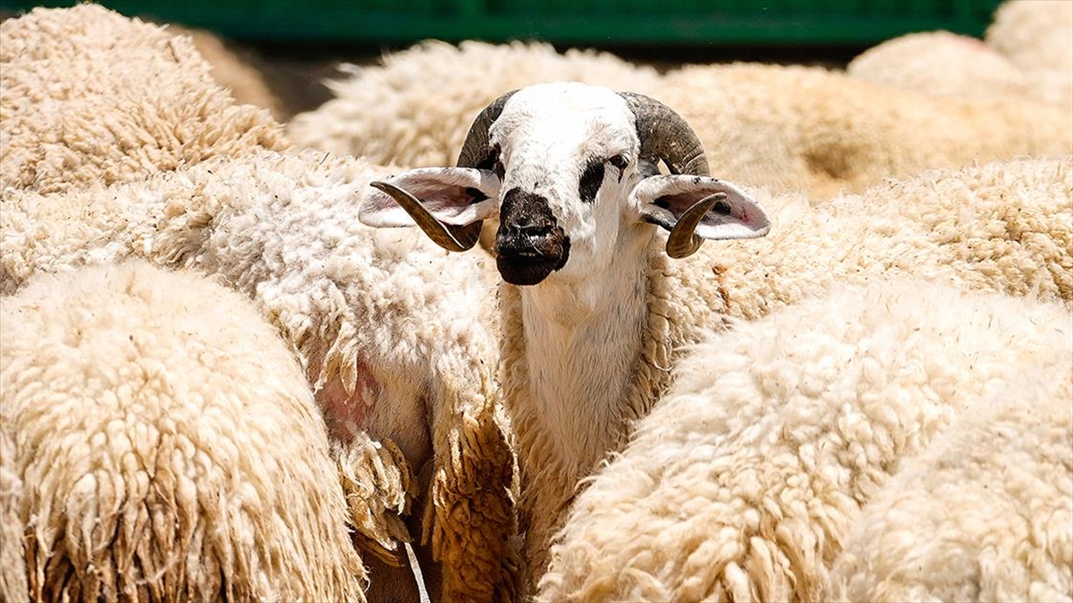 Tsk Mehmetçik Vakfı Vekaleten Kurban Bağışı Kabulüne Başladı