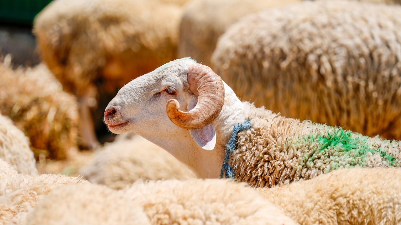 Türkiye'den Kurban Bağışları Dünyada Milyonlarca Kişinin Sofralarına Ulaşacak