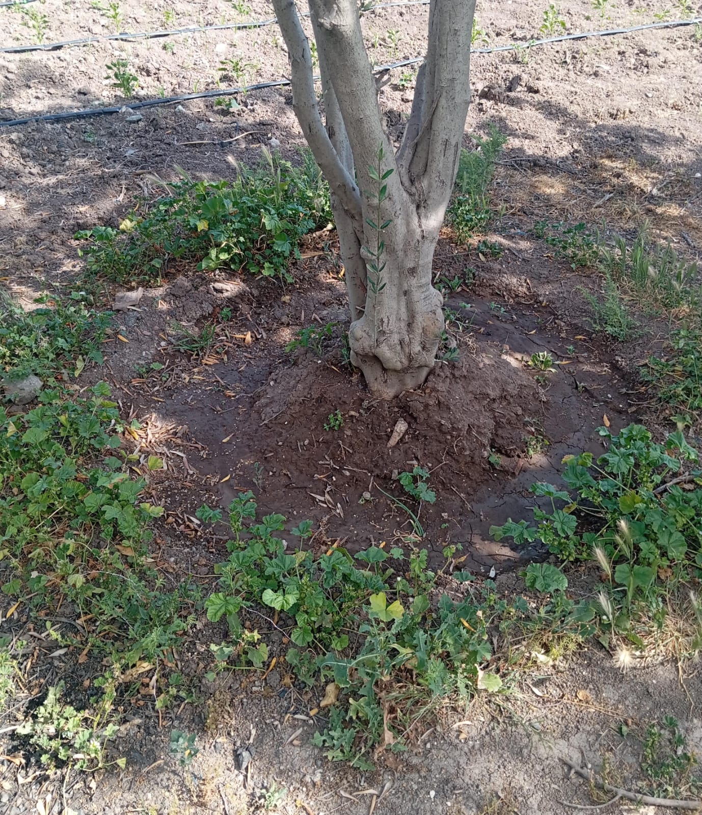 Zeytin Ağacı Hatay