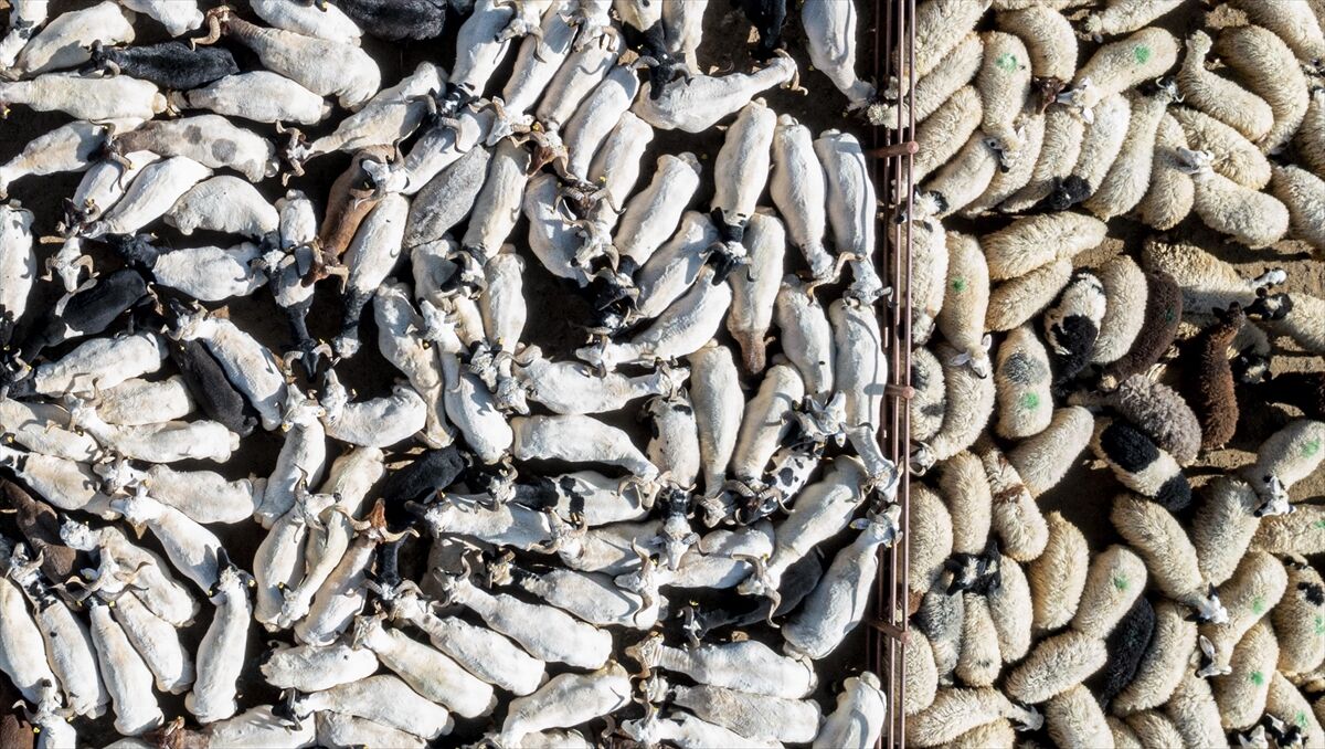 Bayram Dolayısıyla 3 Milyonun Üzerinde Kurbanlık Satıldı