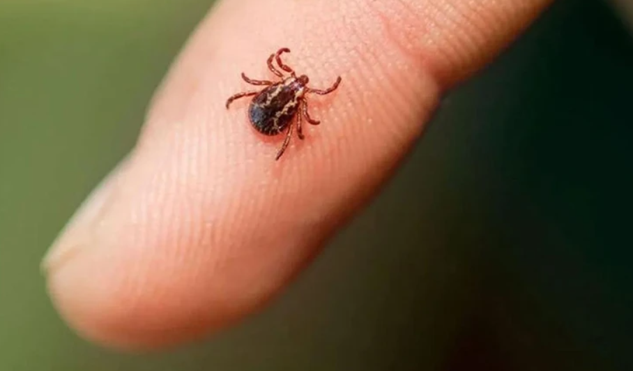 Hatay Kene Risk Onlemler 2025 (2)