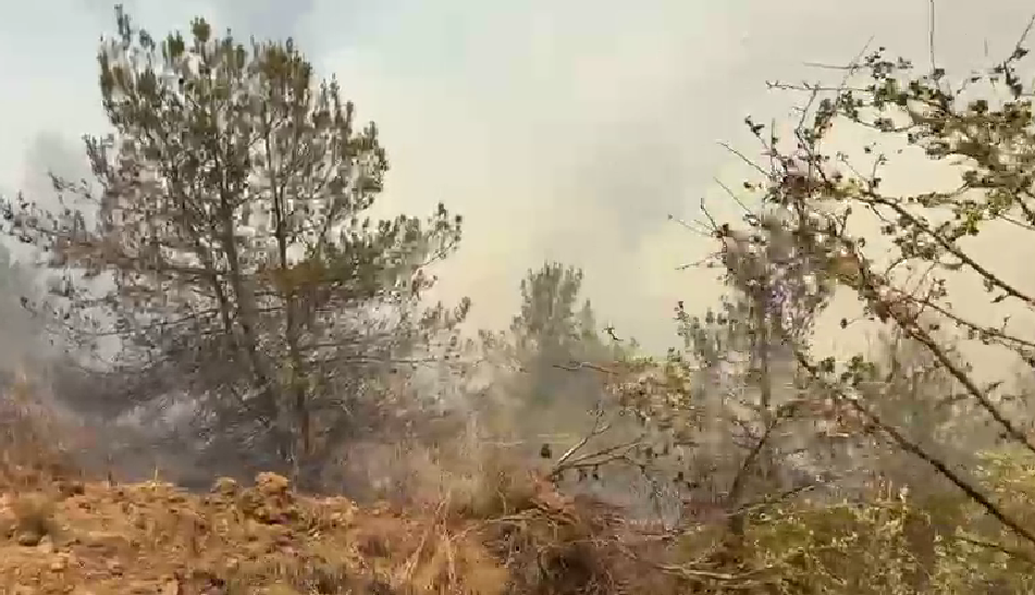 Hatay Orman Yangini Zarar (1)