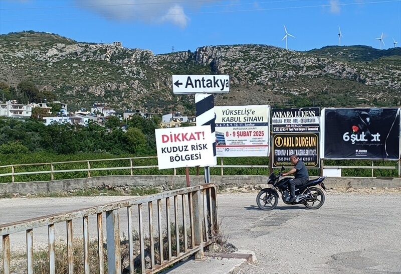 Hatayda Köpekler Toplatılıyor