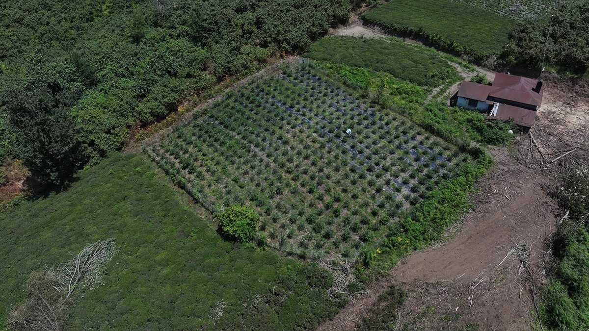 Dededen Kalma Atıl Vaziyetteki Arazisini Maviyemiş Bahçesine Dönüştürdü