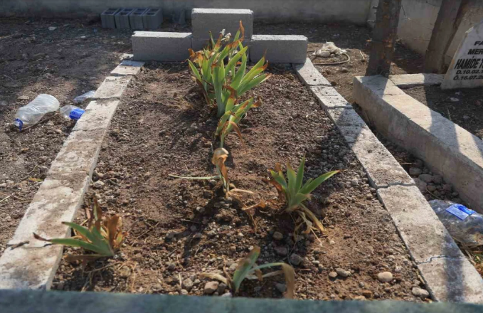 Ekran Görüntüsü 2025 07 15 121648