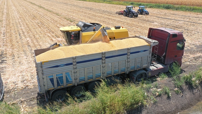 Hatay Mısır Hasad (2)