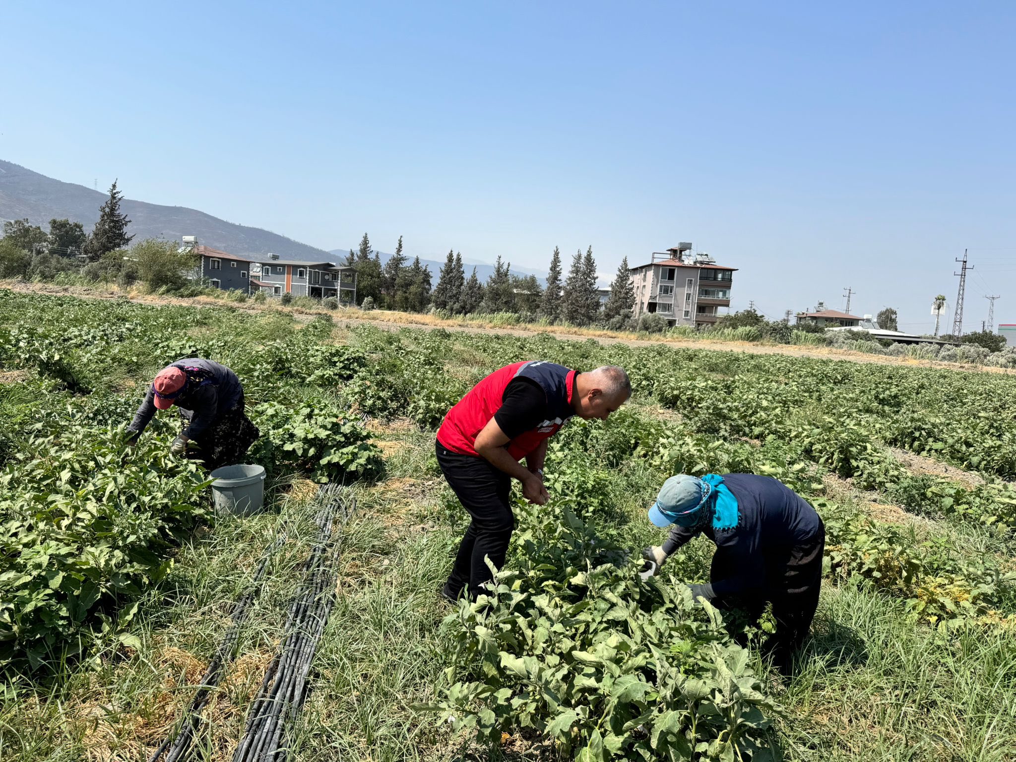Hatay Patlican Hasadi Abdurrahman Turkmen (1)