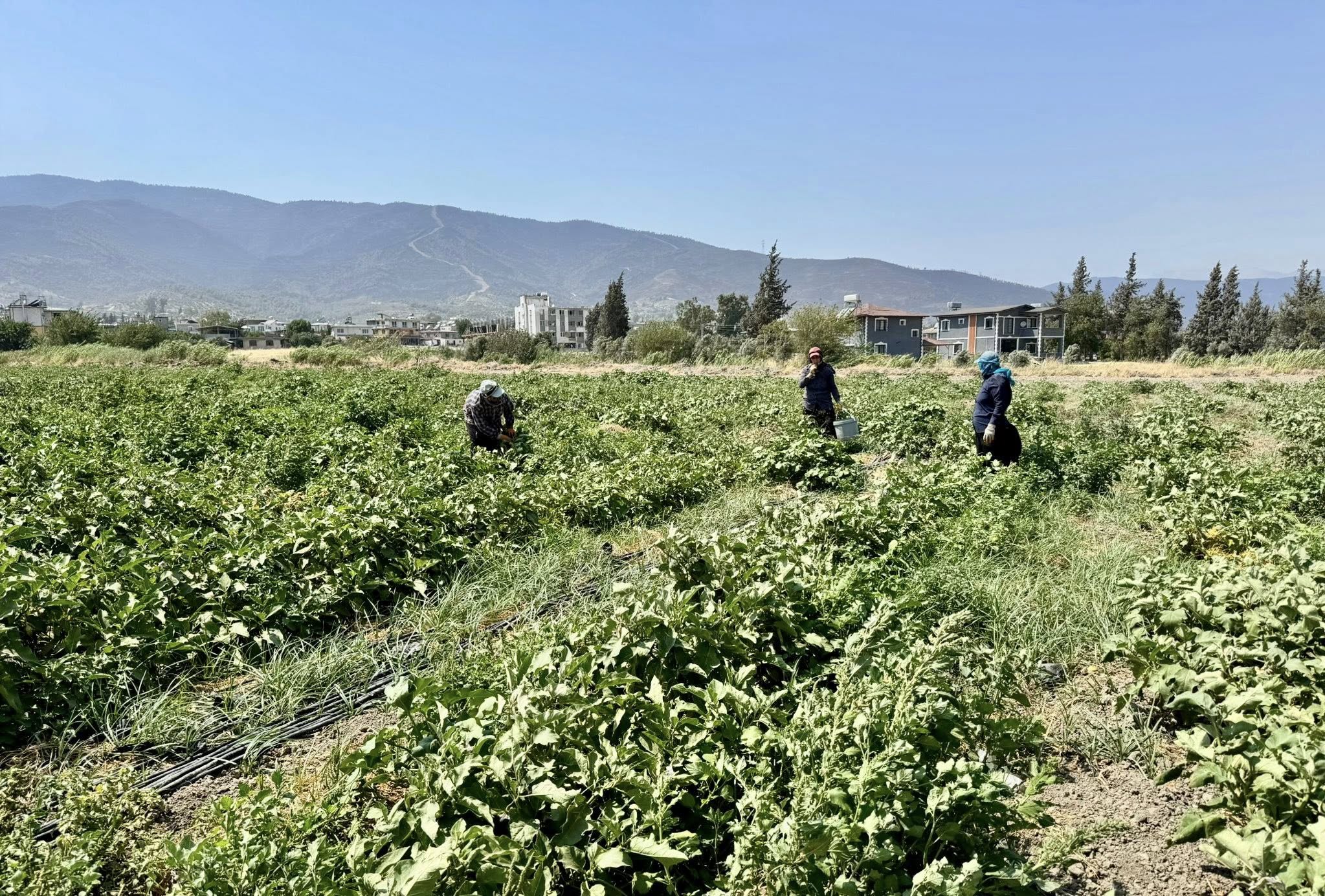 Hatay Patlican Hasadi Abdurrahman Turkmen (4)