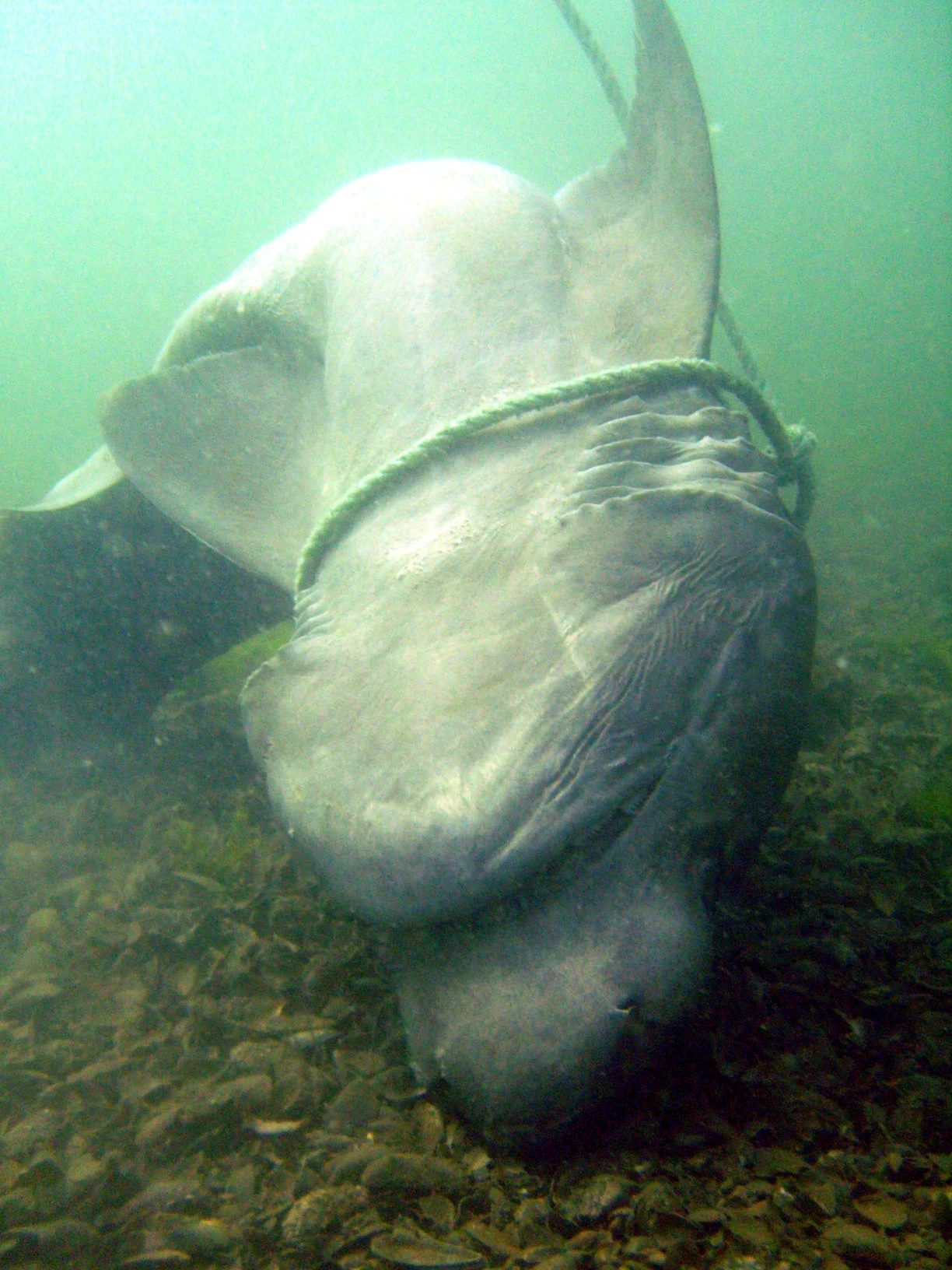 Köpek Balığı (1)