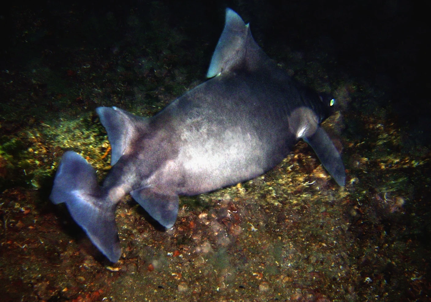 Köpek Balığı (3)