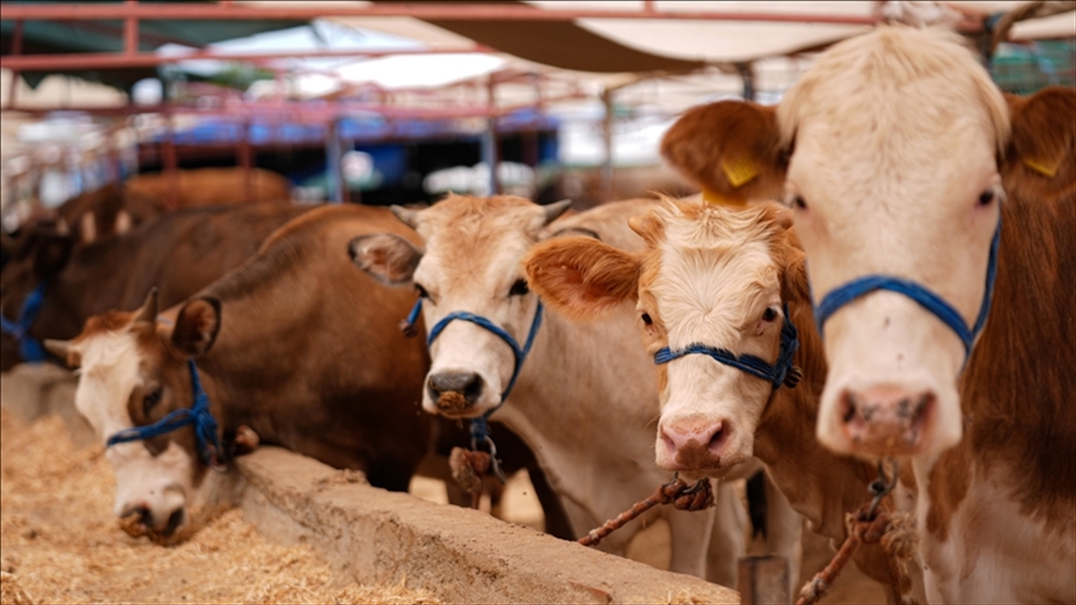 Türkiye'de Şap Hastalığıyla Mücadele Için Seferberlik Başlatıldı