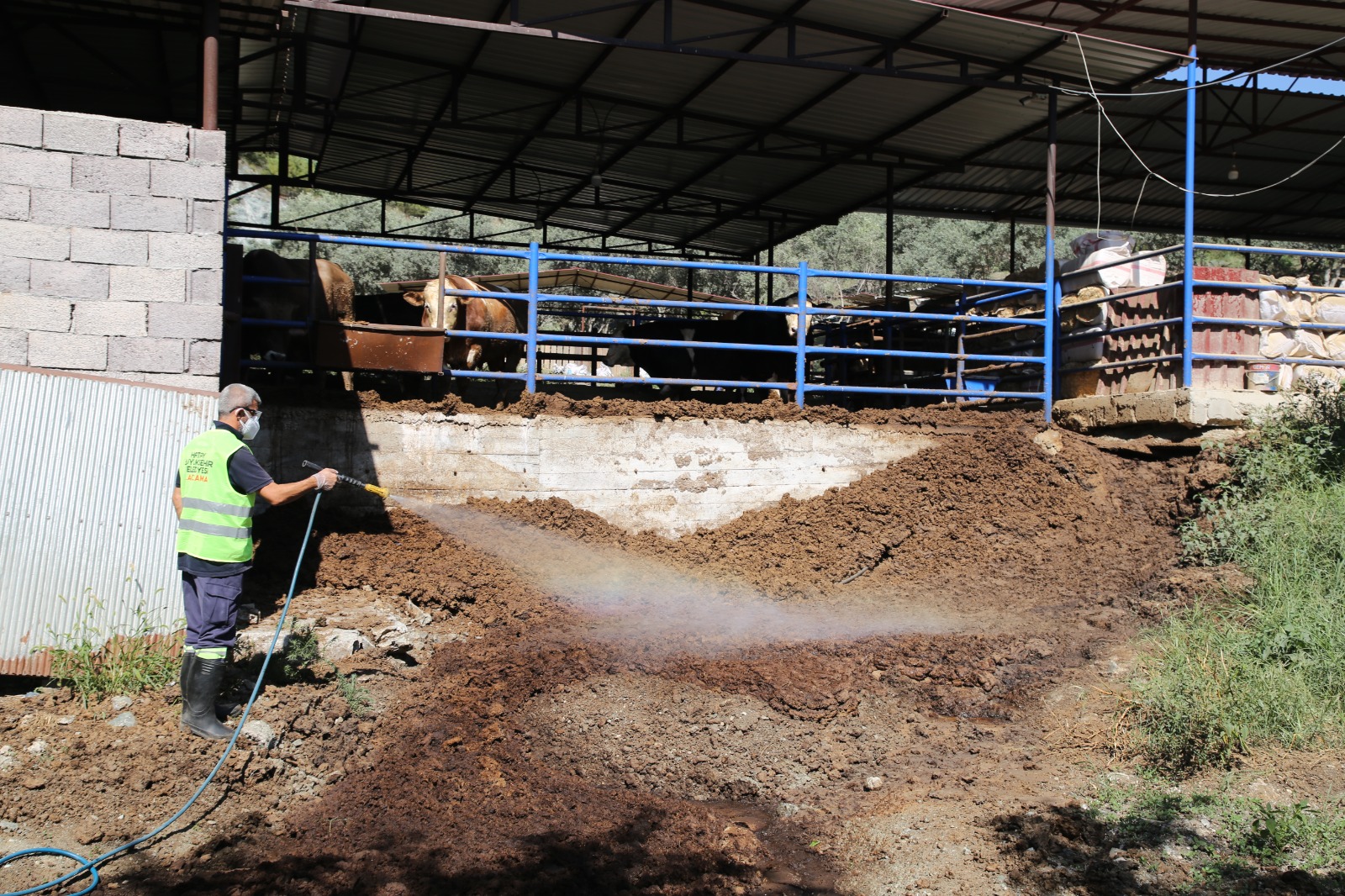 Akdeniz Meyve Sineği