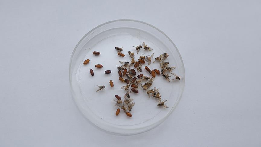 Akdeniz Meyve Sineği2