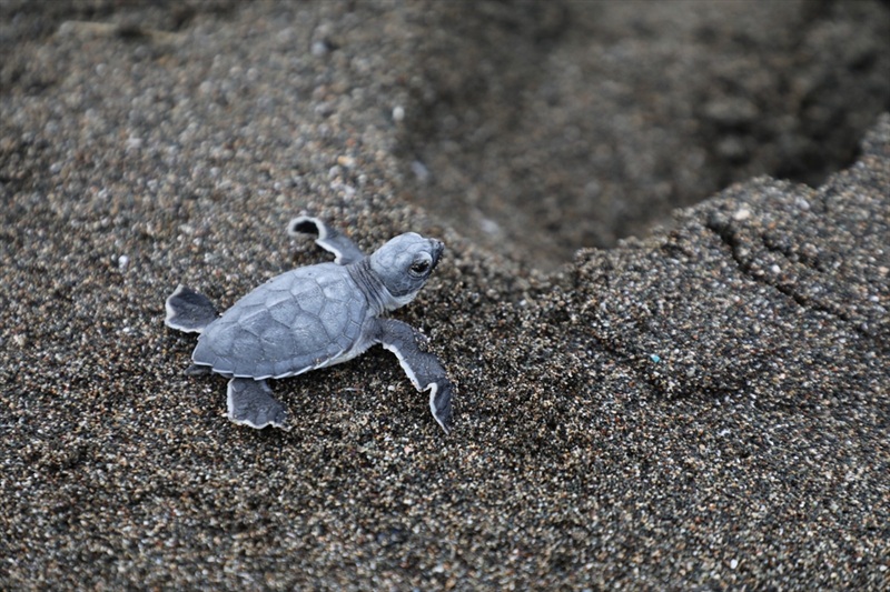 Hatay Caretta Caretta (1)