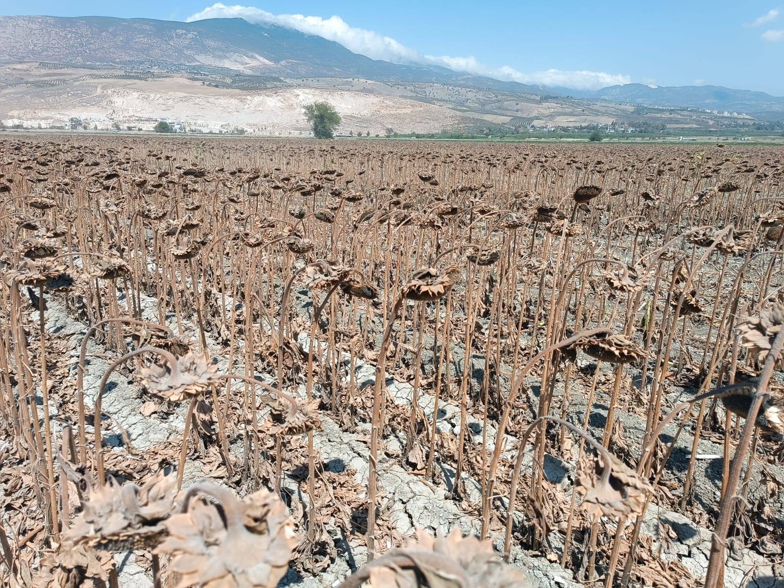 Hatay Kırıkhan Gtarım (3)