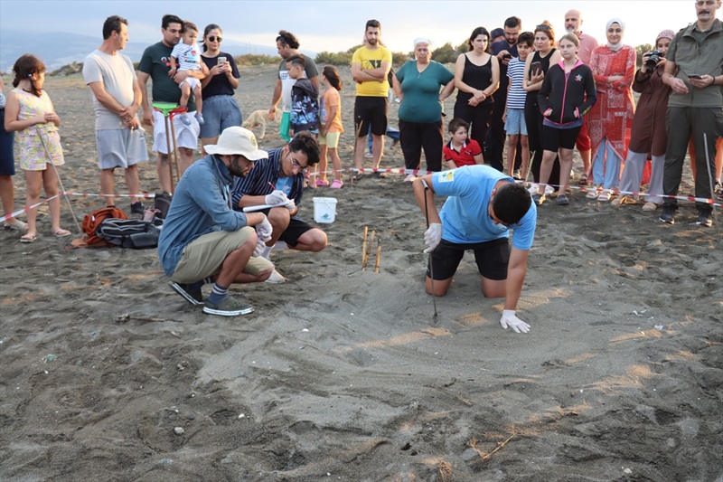 Hatay Samandağ Caretta (2)