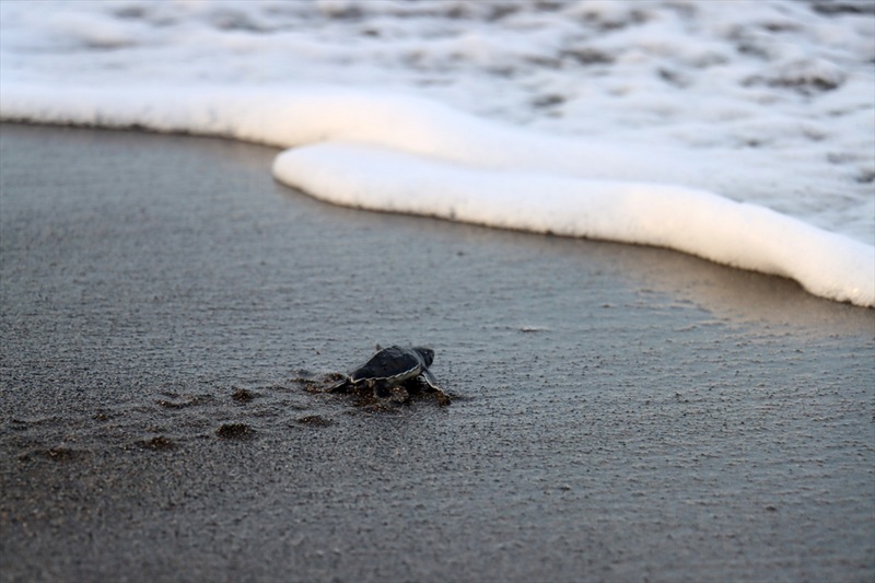 Hatay’da Kaplumbağa Yuvaları Rekor Kırıyor (2)