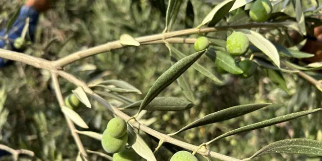 Zeytin Hasadı (1)-1