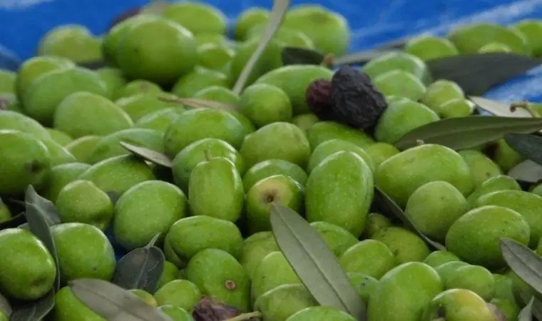 Zeytin Hasadı (2)-1