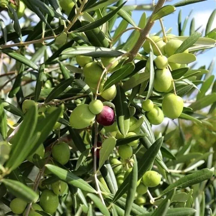 Zeytin Hasadı (4)