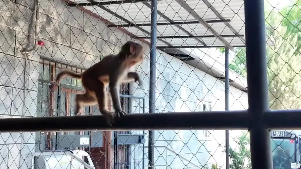 Maymun Şeker (1) (1)