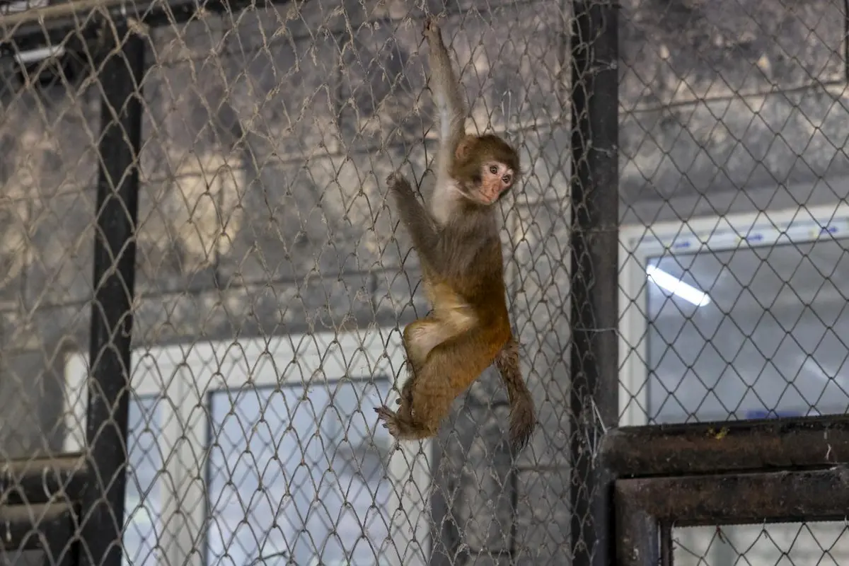 Maymun Şeker (1) (2)