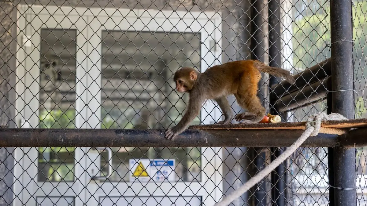 Maymun Şeker (1) (4)