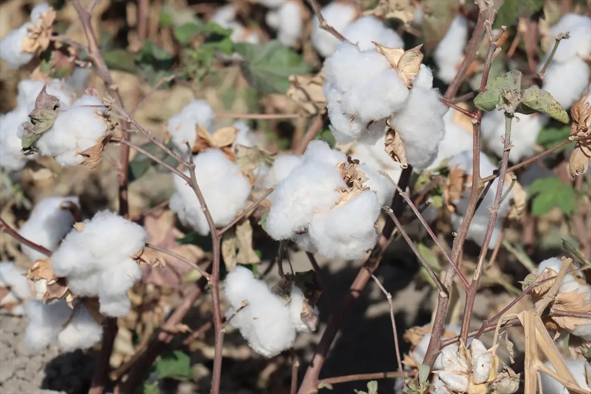 Pamuk Hasadı (3)