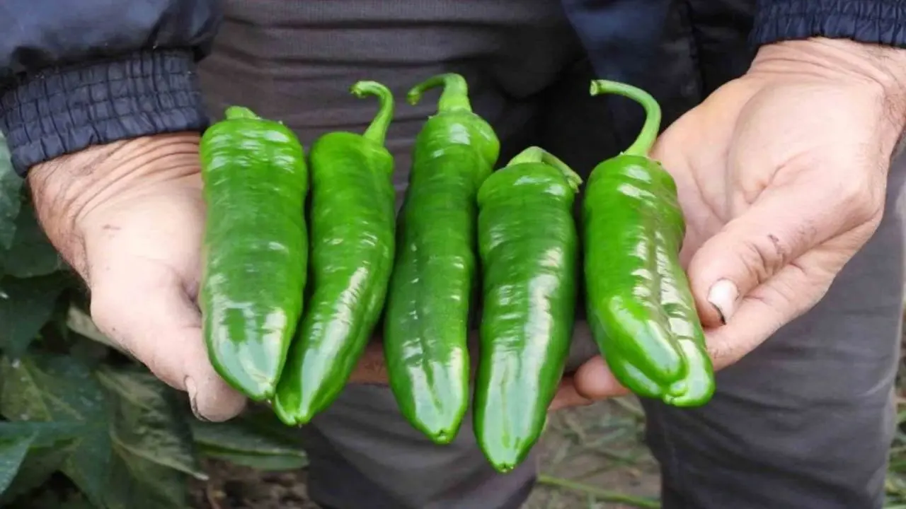 Samandağ Bieberi (2) (2)