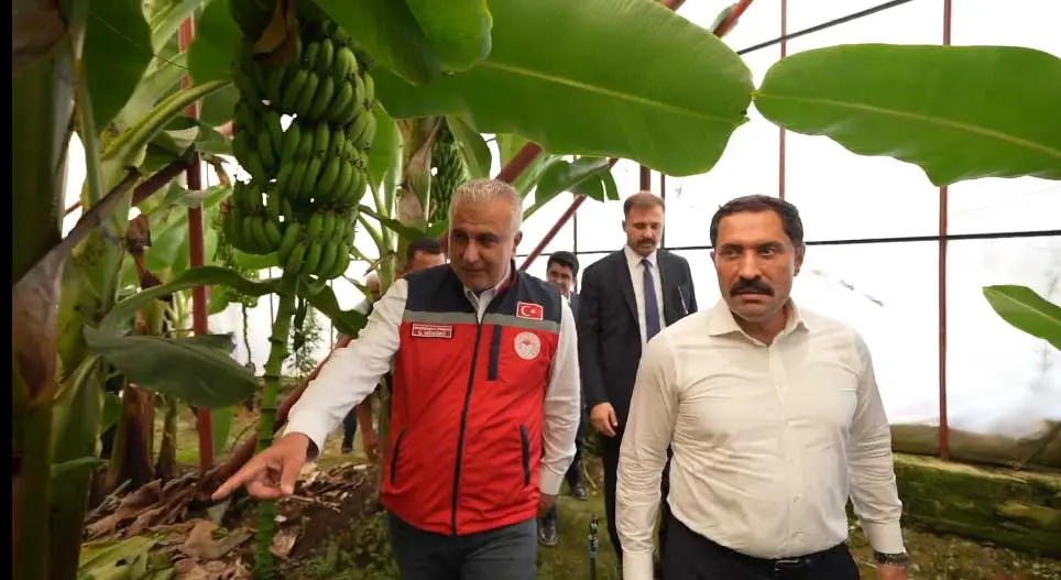 Vali Muz Serası (2)