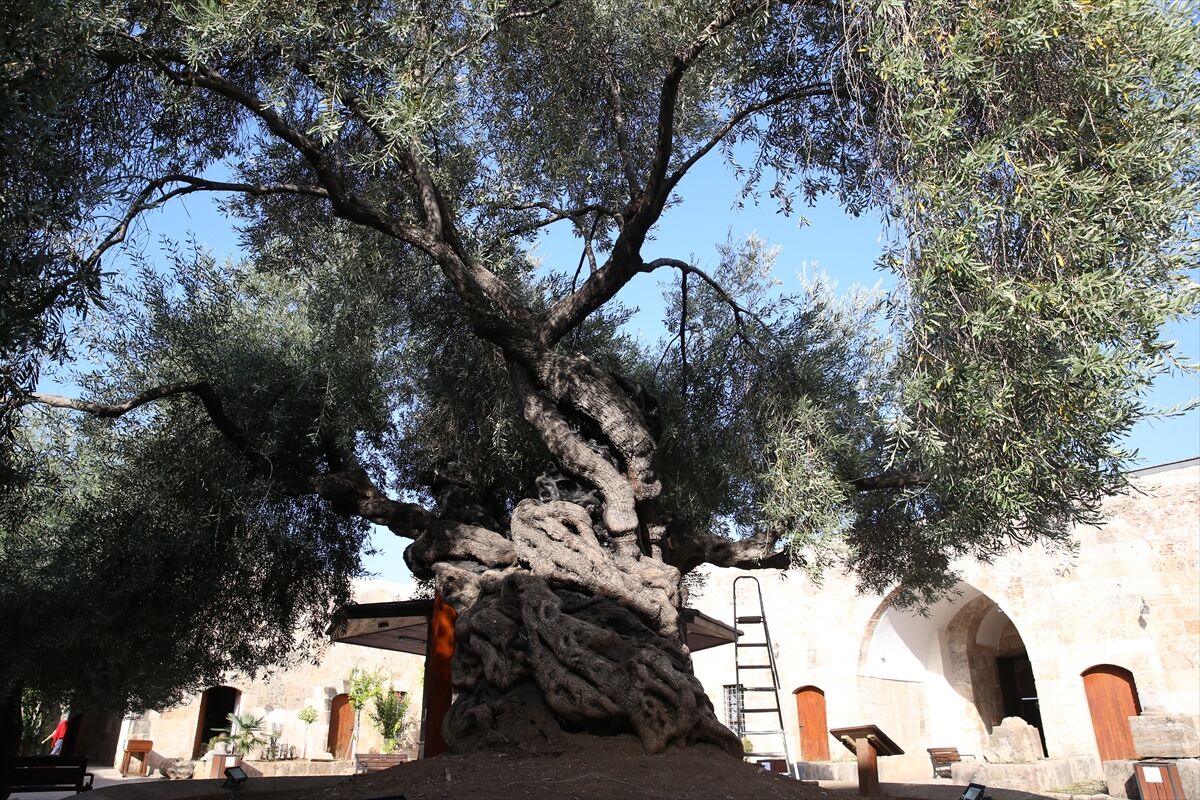 A A 20251015 39417256 39417253 T A R I H I C A M I N I N A V L U S U N D A K I 1358 Y A S I N D A K I Z E Y T I N A G A C I N D A H A S A T Z A M A N I