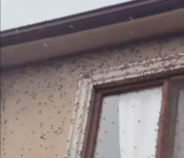 Hatay Istilacı Böcek (2)