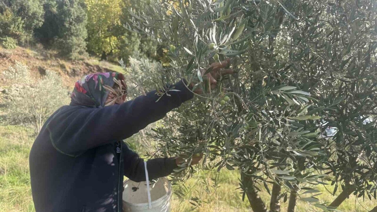 88 Yaşındaki Emine Nine Zeytin Hasadında